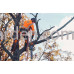 Аккумуляторная пила Husqvarna 550i XP, 18" (9707458-18) Аккумуляторная пила Husqvarna 550i XP, 18" (9707458-18)